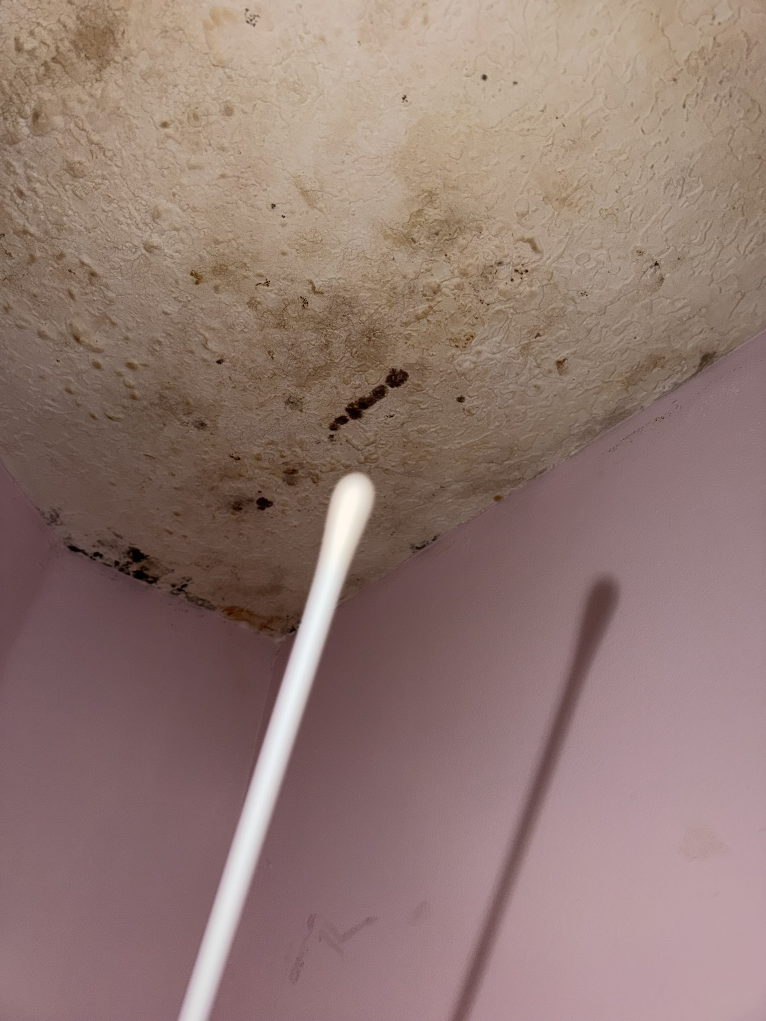 Surface swab sampling of mold growth on ceiling
